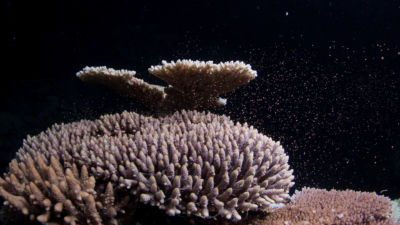 Coral Spawning