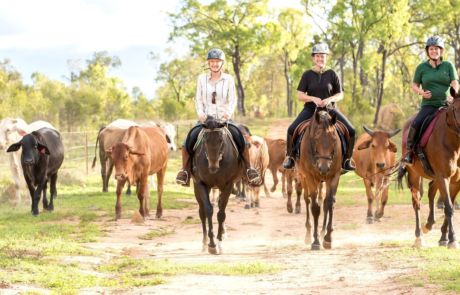 Ironbark on the Tableland Ironbark on the Tableland