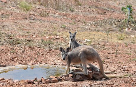 Ironbark on the Tableland Ironbark on the Tableland