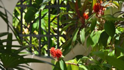 Pearl on Newell Beach 079