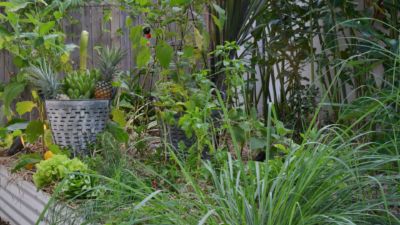 Pearl on Newell Beach 082