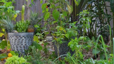 Pearl on Newell Beach 085