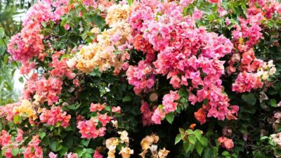 The Beach Villa on Newell 012